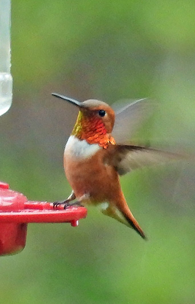 Rufous Hummingbird - ML619999558