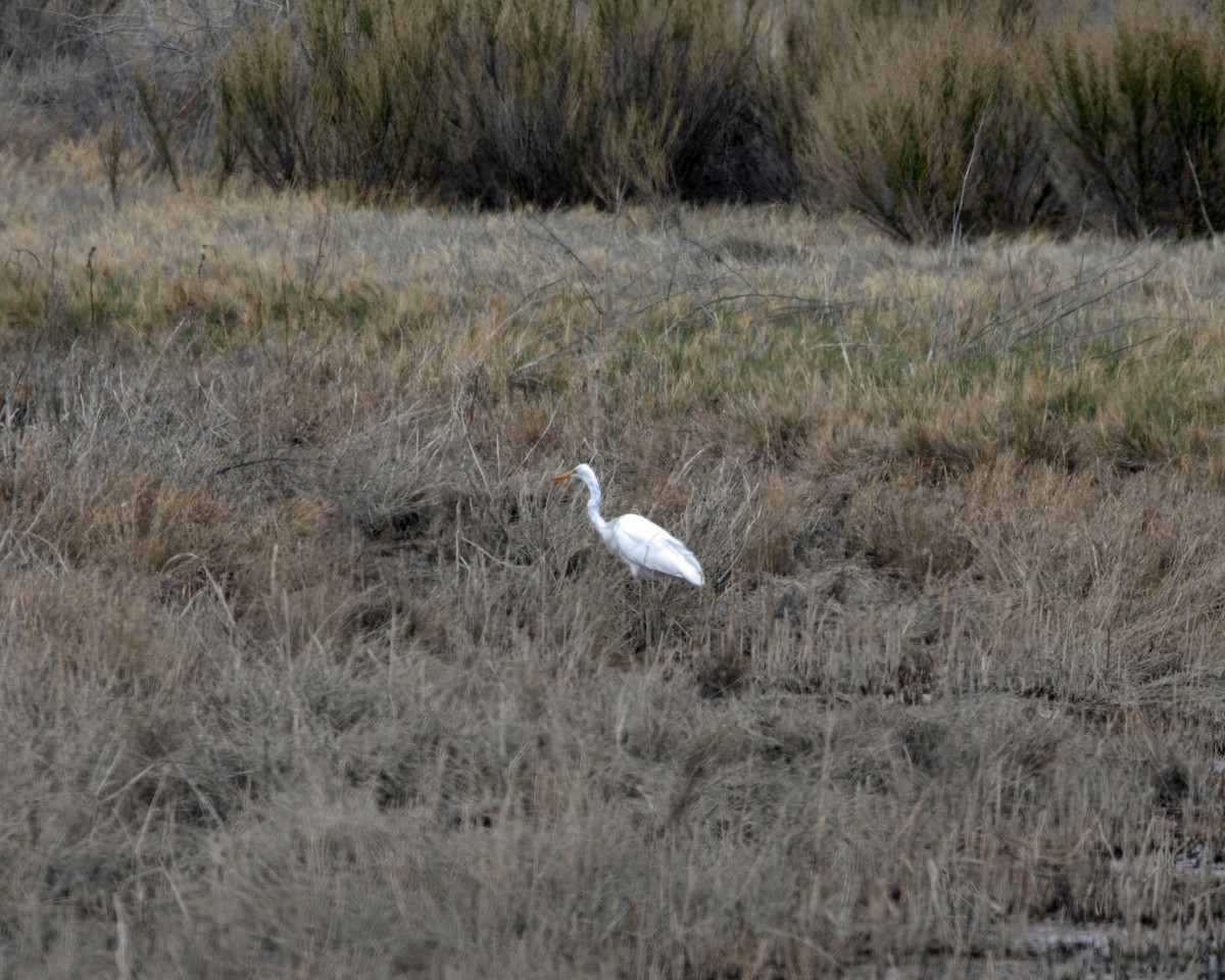 Great Egret - ML619999564