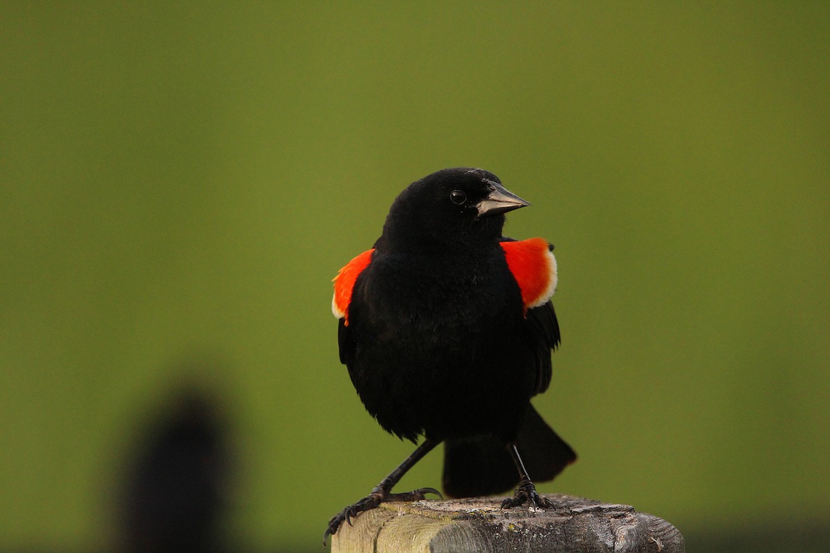 Red-winged Blackbird - ML619999565