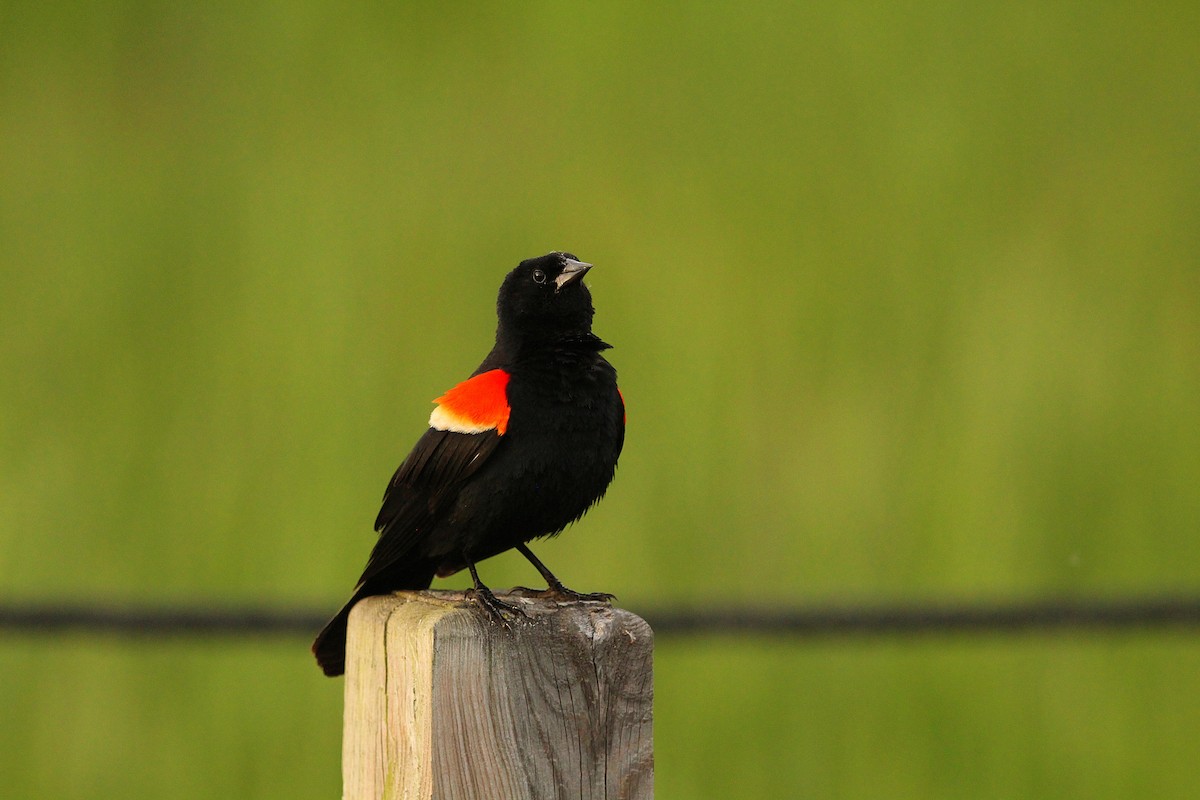 Red-winged Blackbird - ML619999566