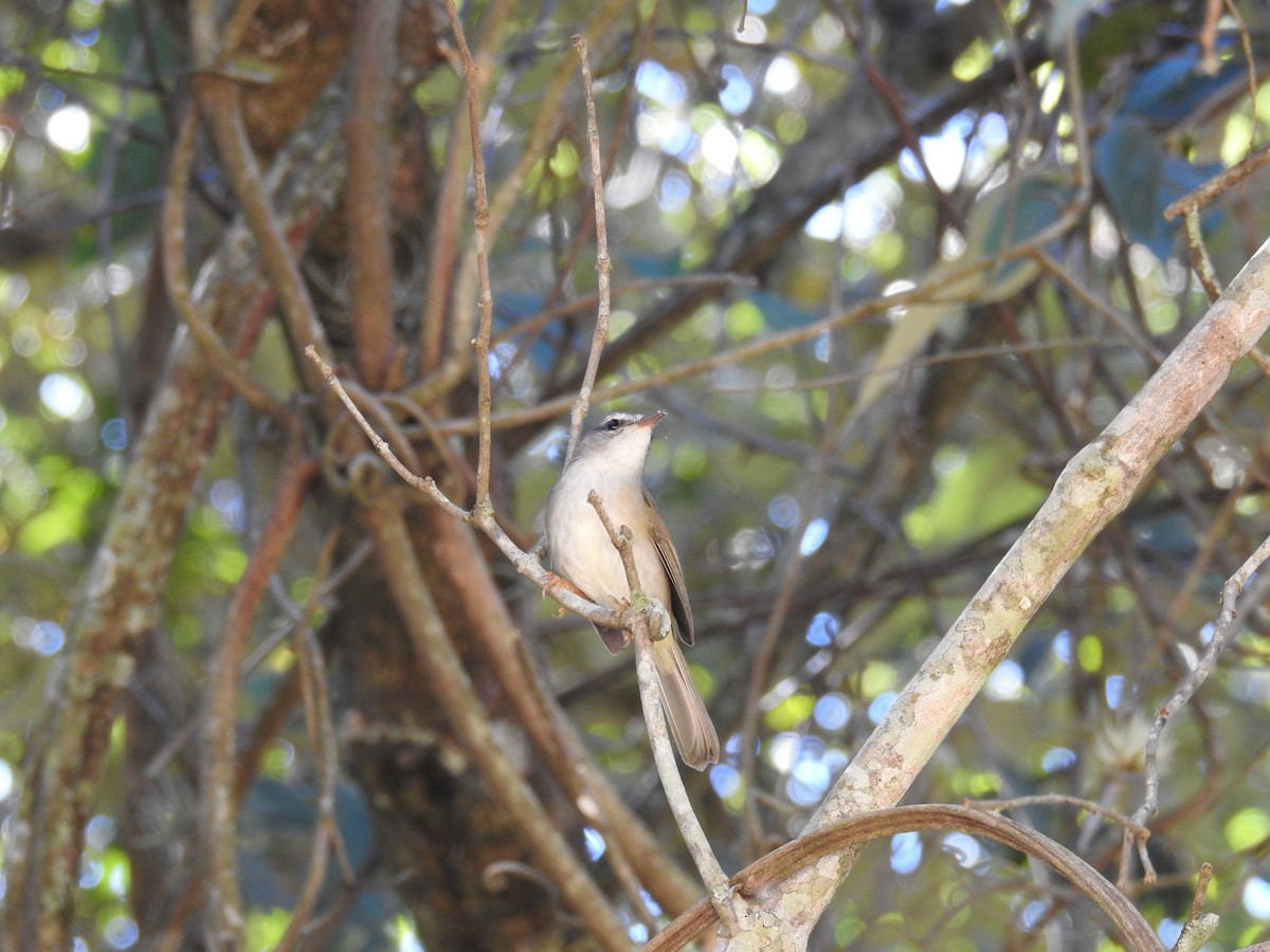 Golden-crowned Warbler - ML619999568