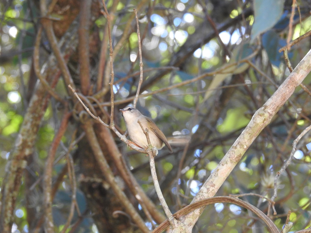 Golden-crowned Warbler - ML619999569