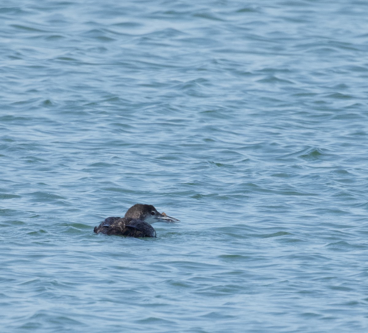 Common Loon - ML619999570