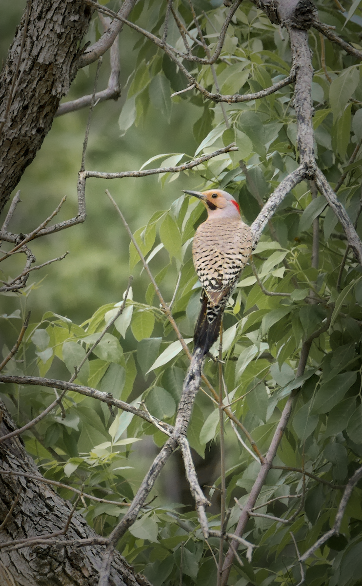 Northern Flicker (Yellow-shafted) - ML619999573