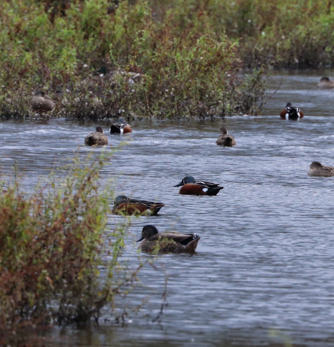 Australasian Shoveler - ML619999574