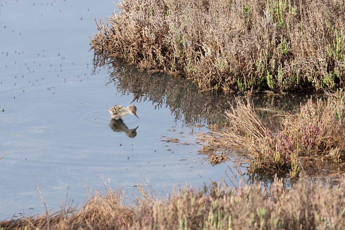 Black-winged Stilt - ML619999576