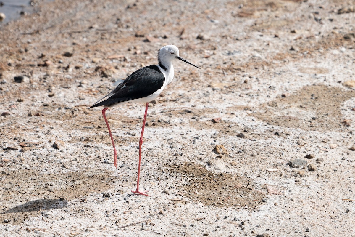 Black-winged Stilt - ML619999582