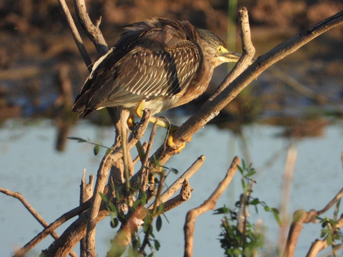 Striated Heron - ML619999597