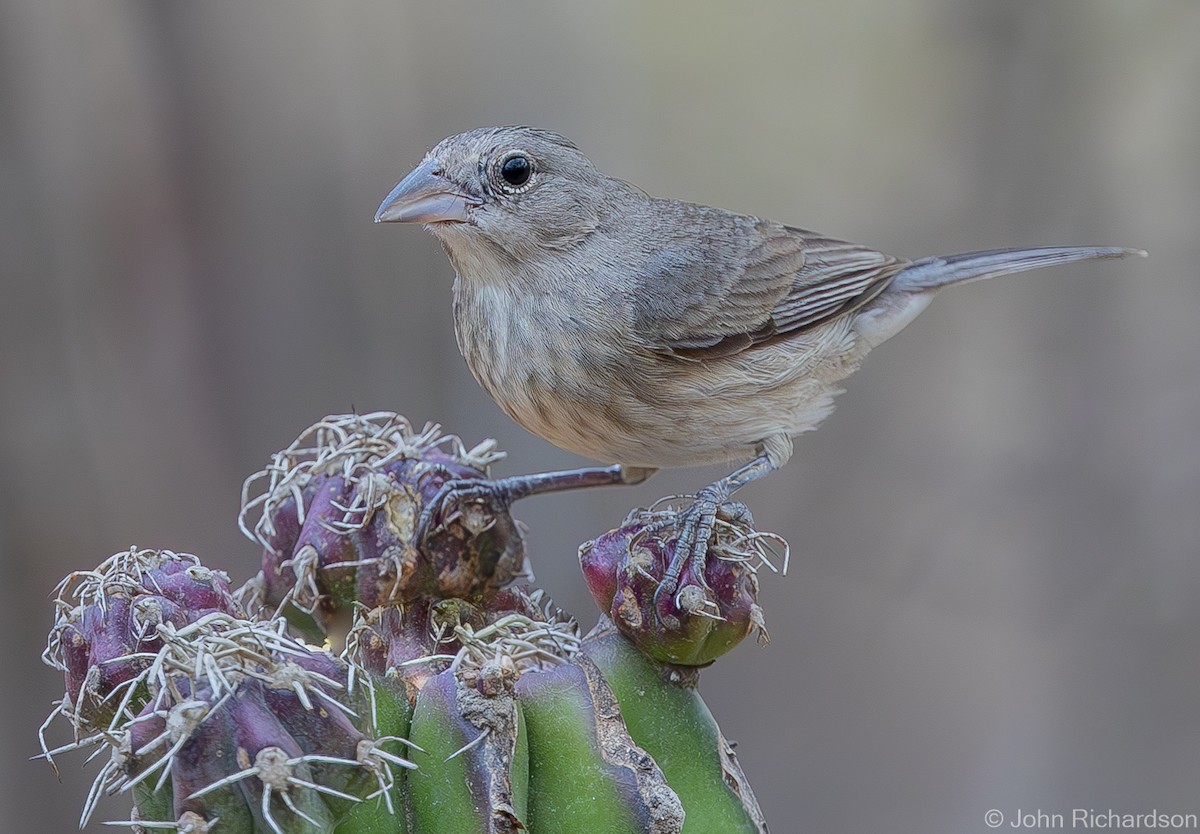 Pileated Finch - ML619999612