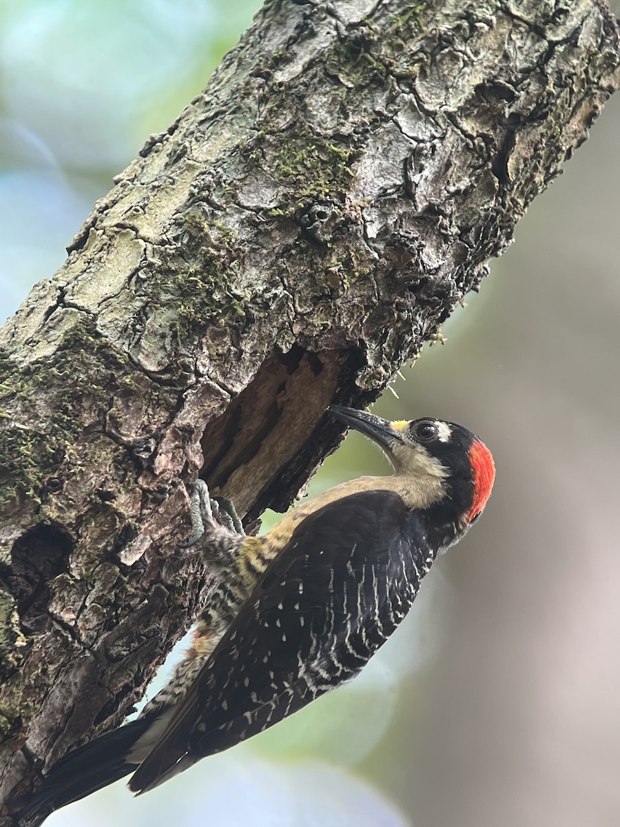 Black-cheeked Woodpecker - ML619999614