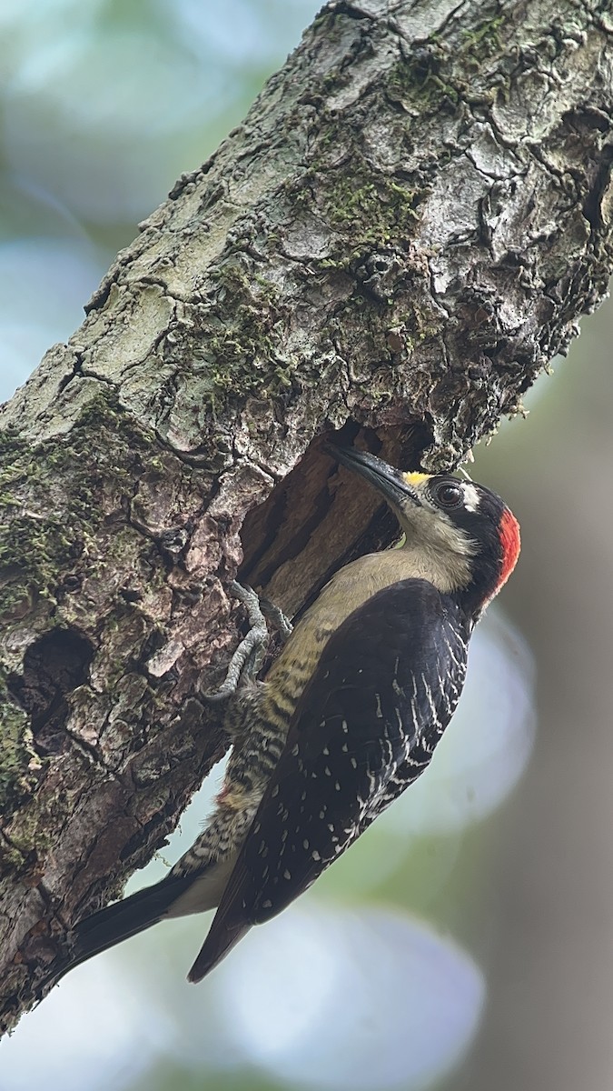 Black-cheeked Woodpecker - ML619999621