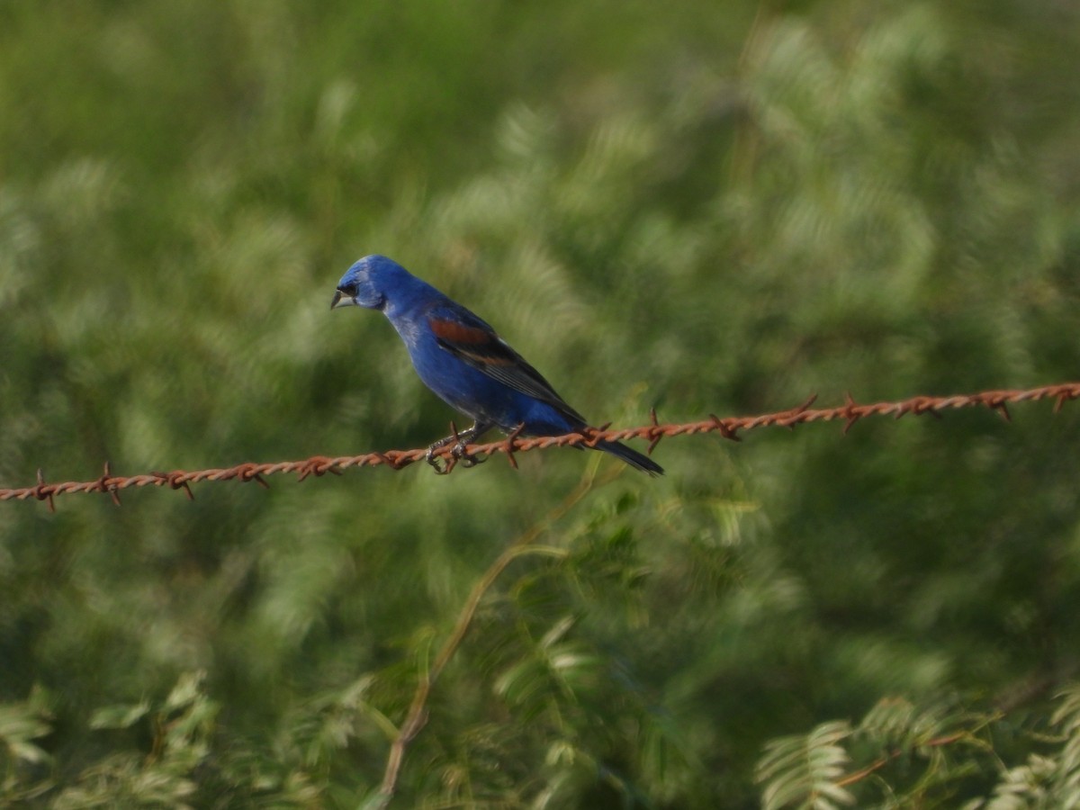 Blue Grosbeak - ML619999635