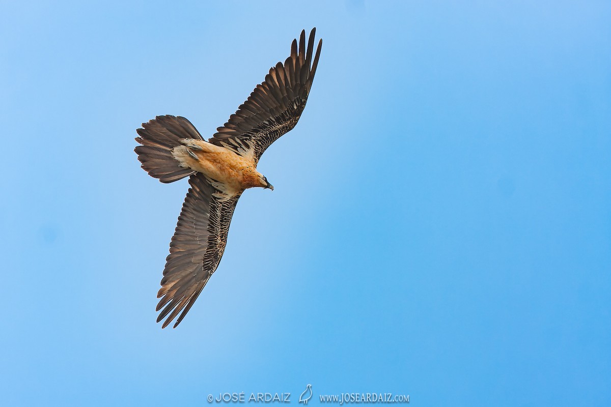 Bearded Vulture - ML619999640