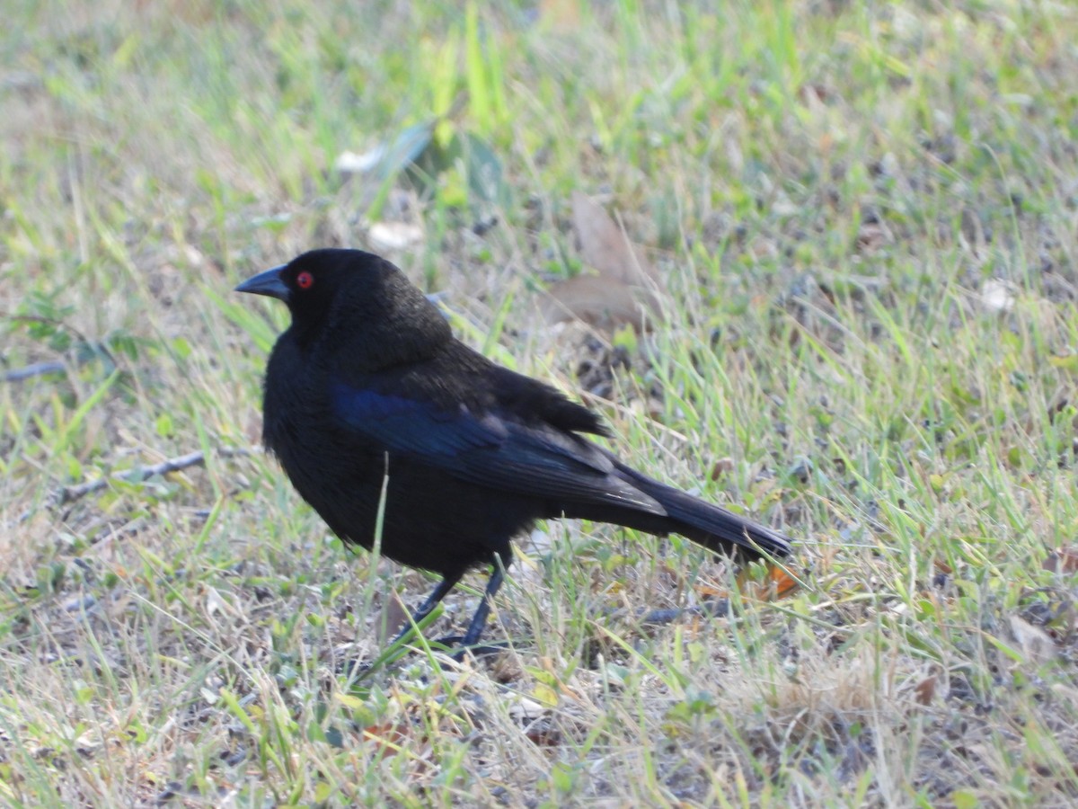 Bronzed Cowbird - ML619999642