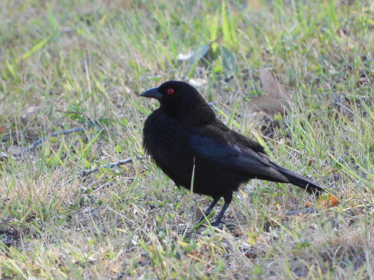 Bronzed Cowbird - ML619999643