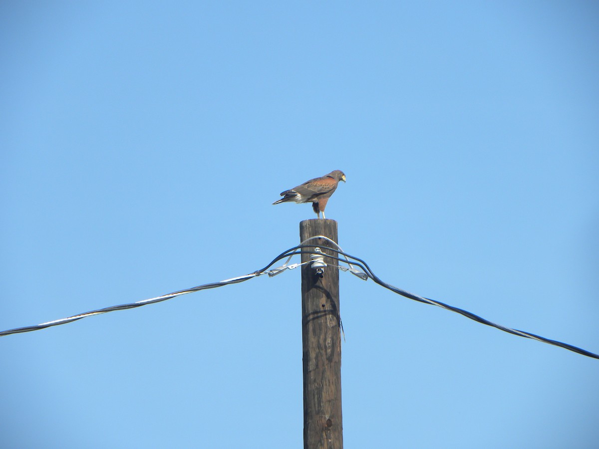 Harris's Hawk - ML619999655