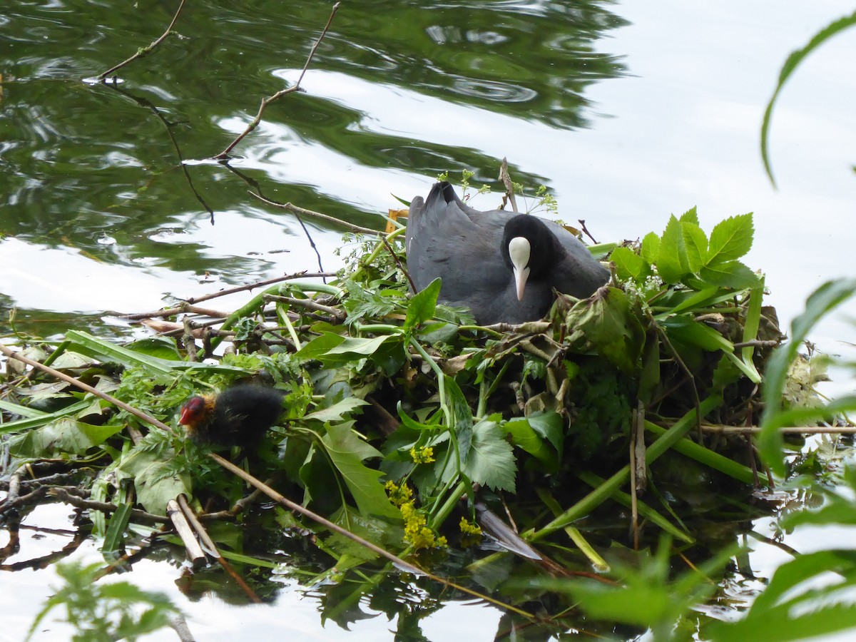 Eurasian Coot - ML619999656