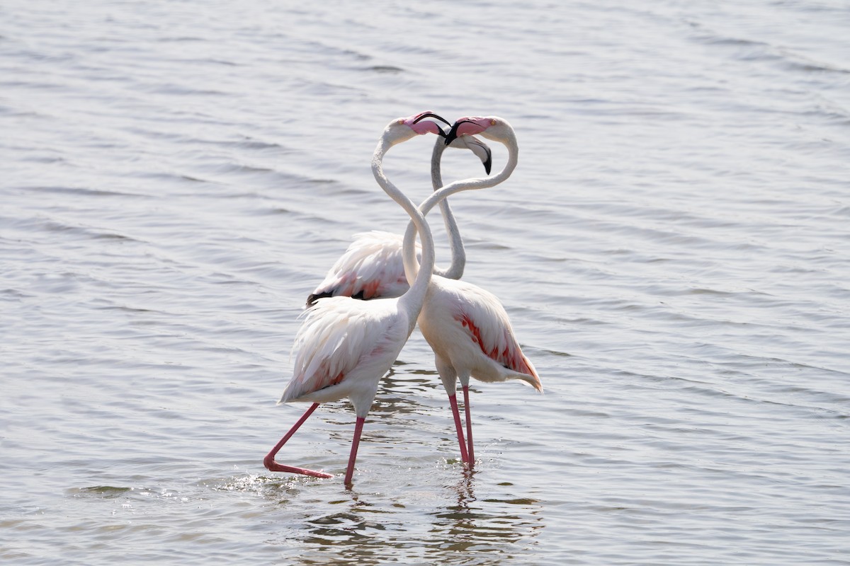 Greater Flamingo - ML619999667