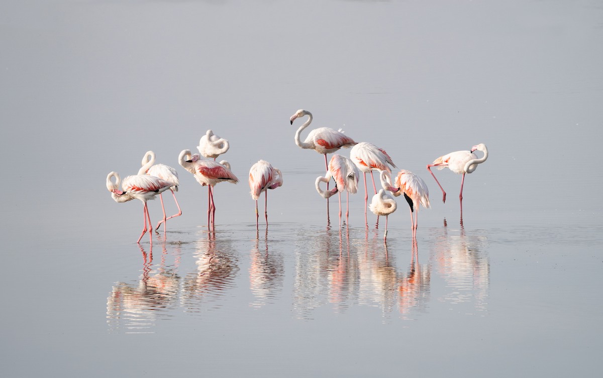 Greater Flamingo - ML619999668