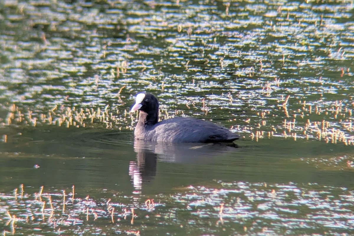 Eurasian Coot - ML619999671