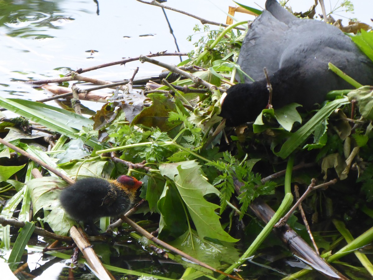 Eurasian Coot - ML619999673