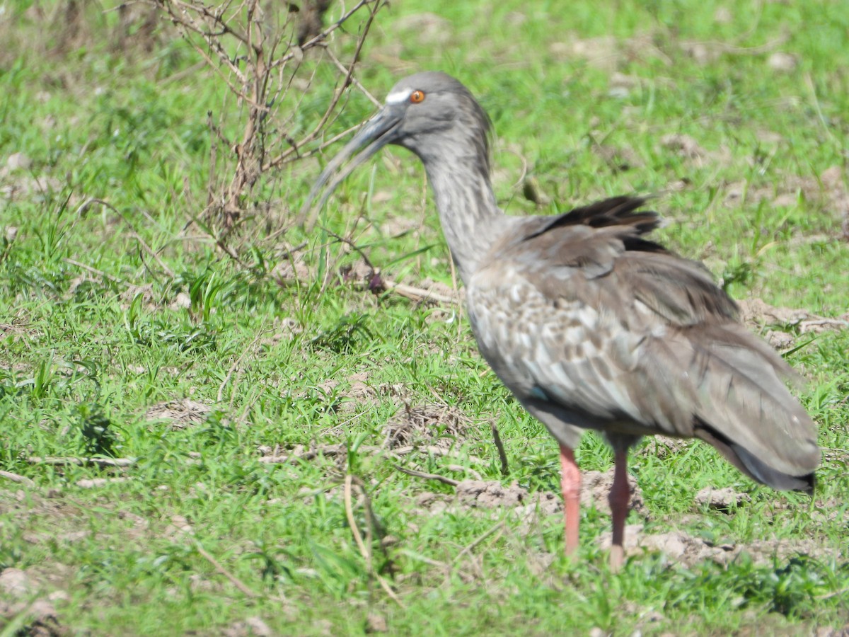 Ibis plombé - ML619999676