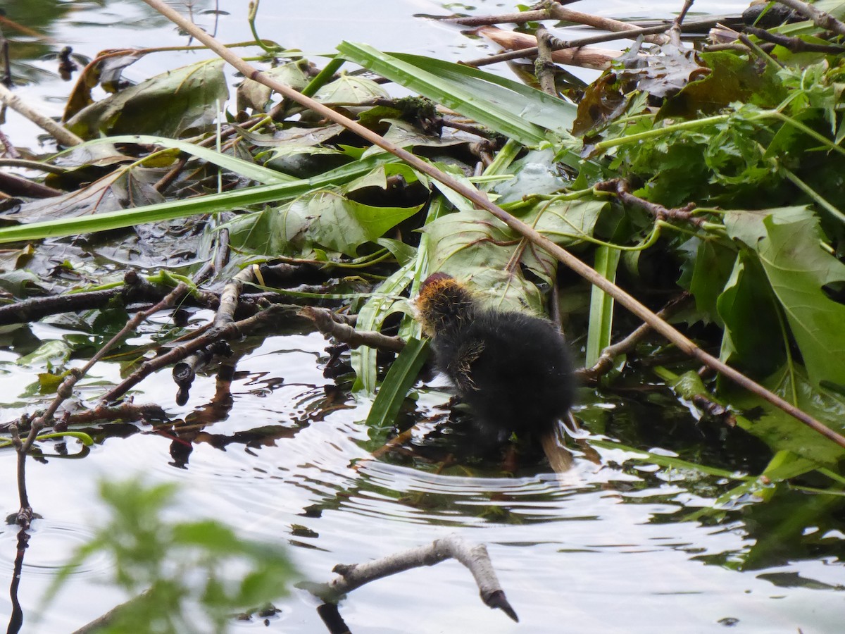 Eurasian Coot - ML619999678