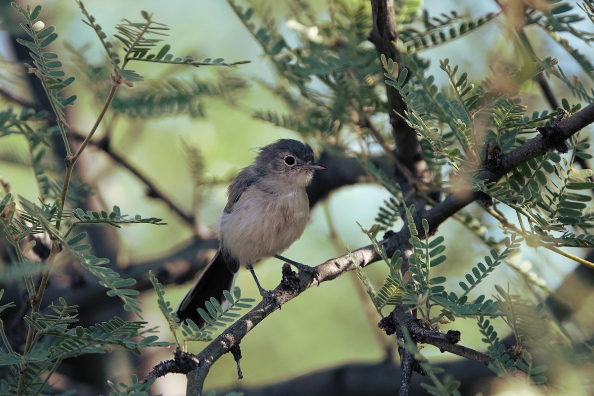 Black-tailed Gnatcatcher - ML619999680