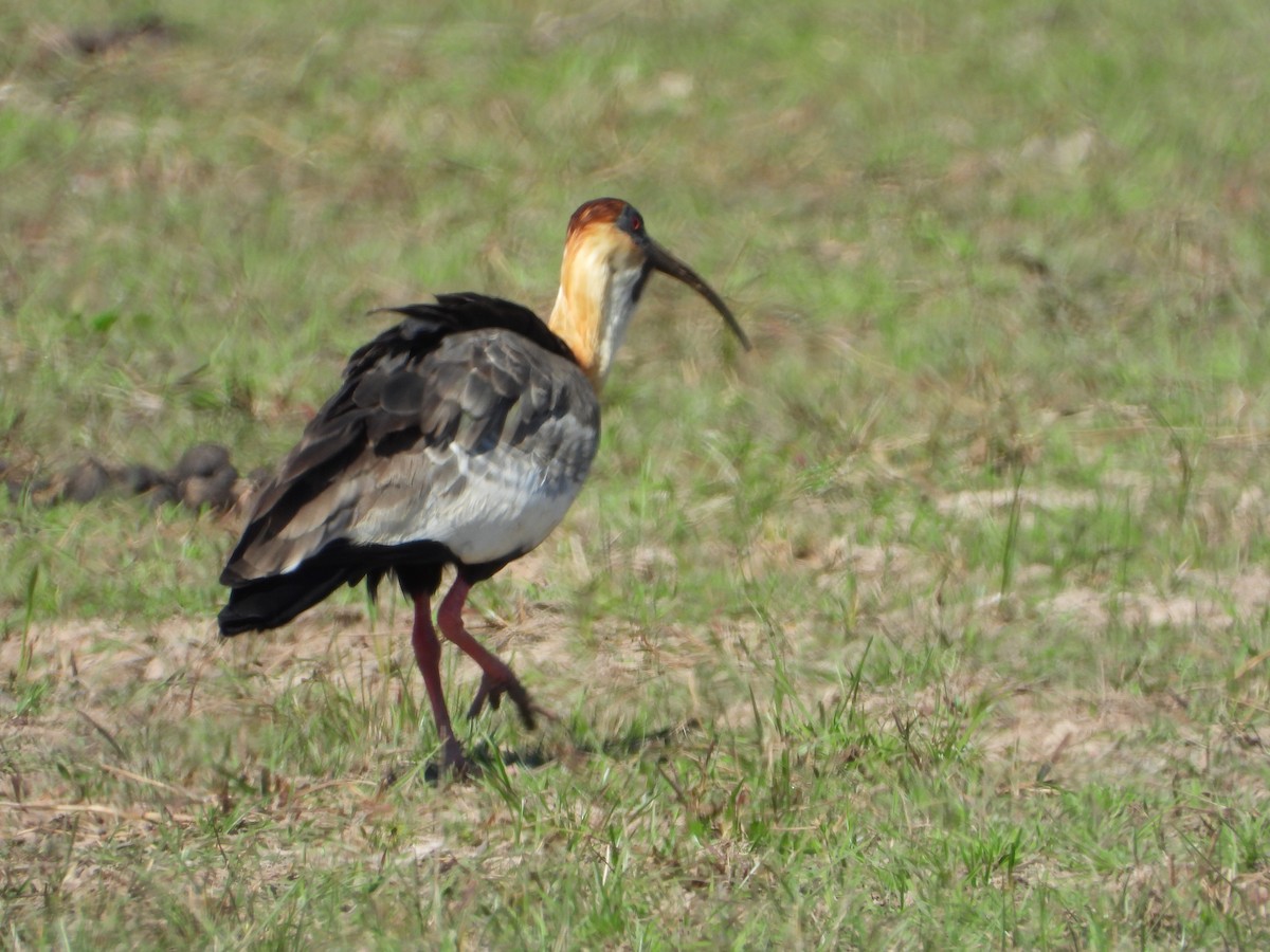 ibis bělokřídlý - ML619999681
