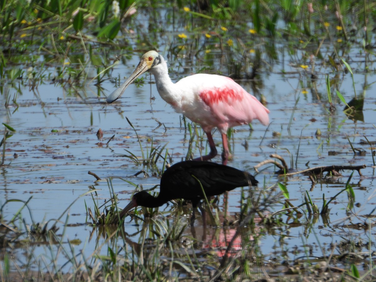 Roseate Spoonbill - ML619999688