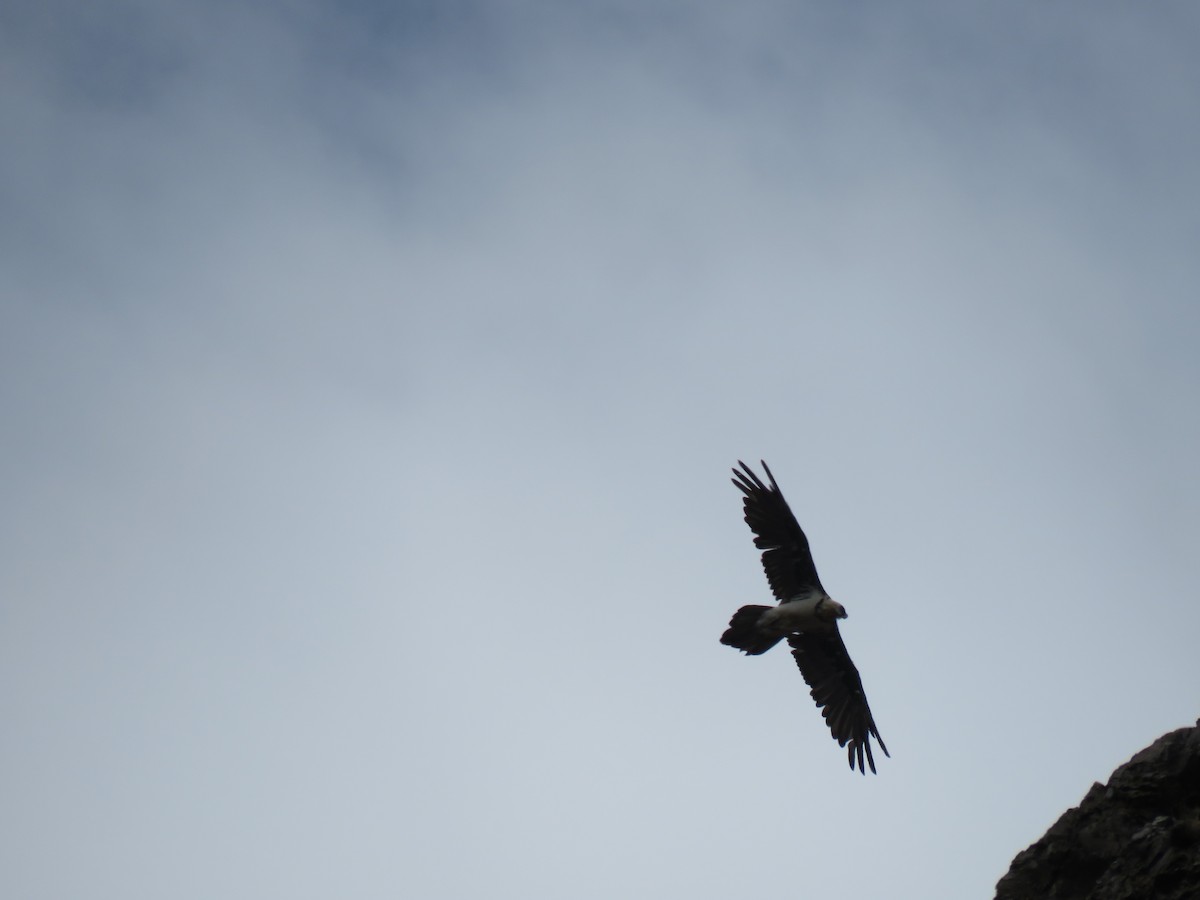 Bearded Vulture - ML619999691