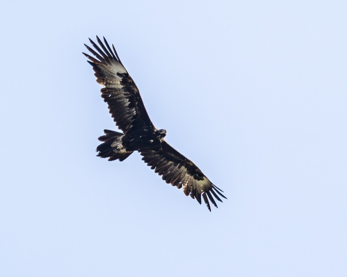 Wedge-tailed Eagle - ML619999695