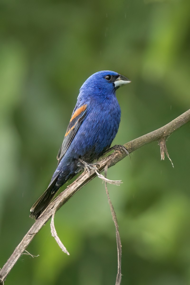 Blue Grosbeak - ML619999702