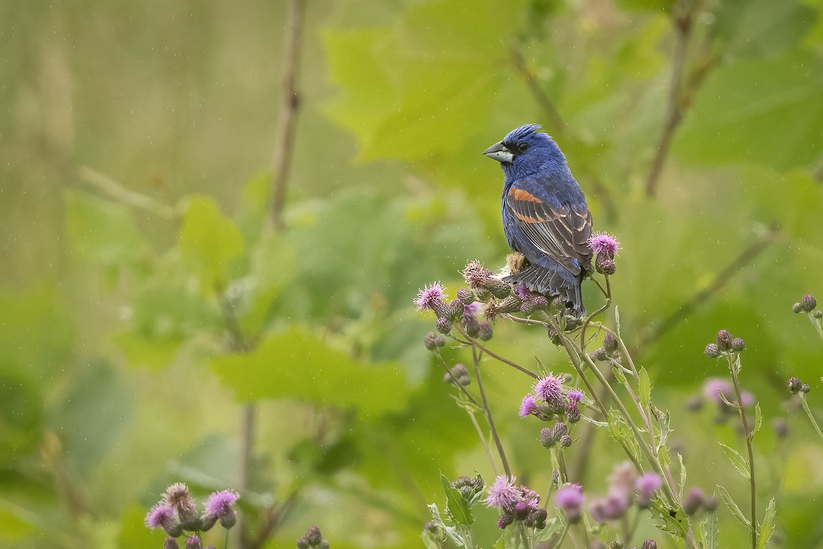 Blue Grosbeak - ML619999703