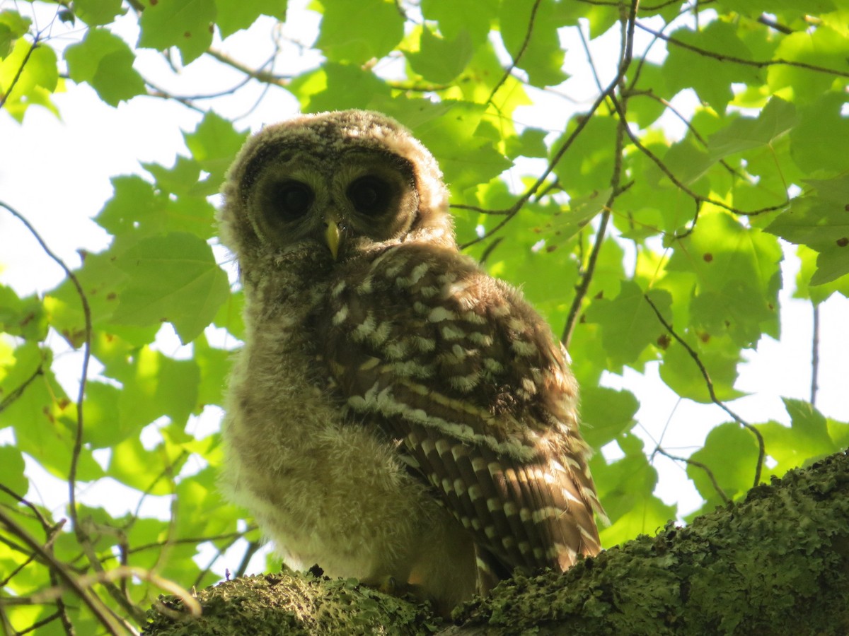 Barred Owl - ML619999712