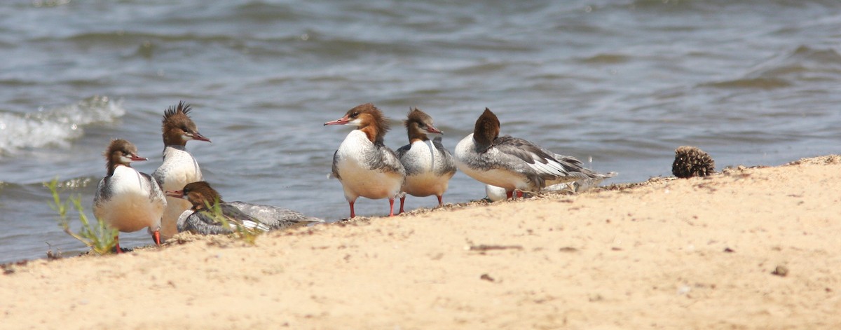 Common Merganser - ML619999714