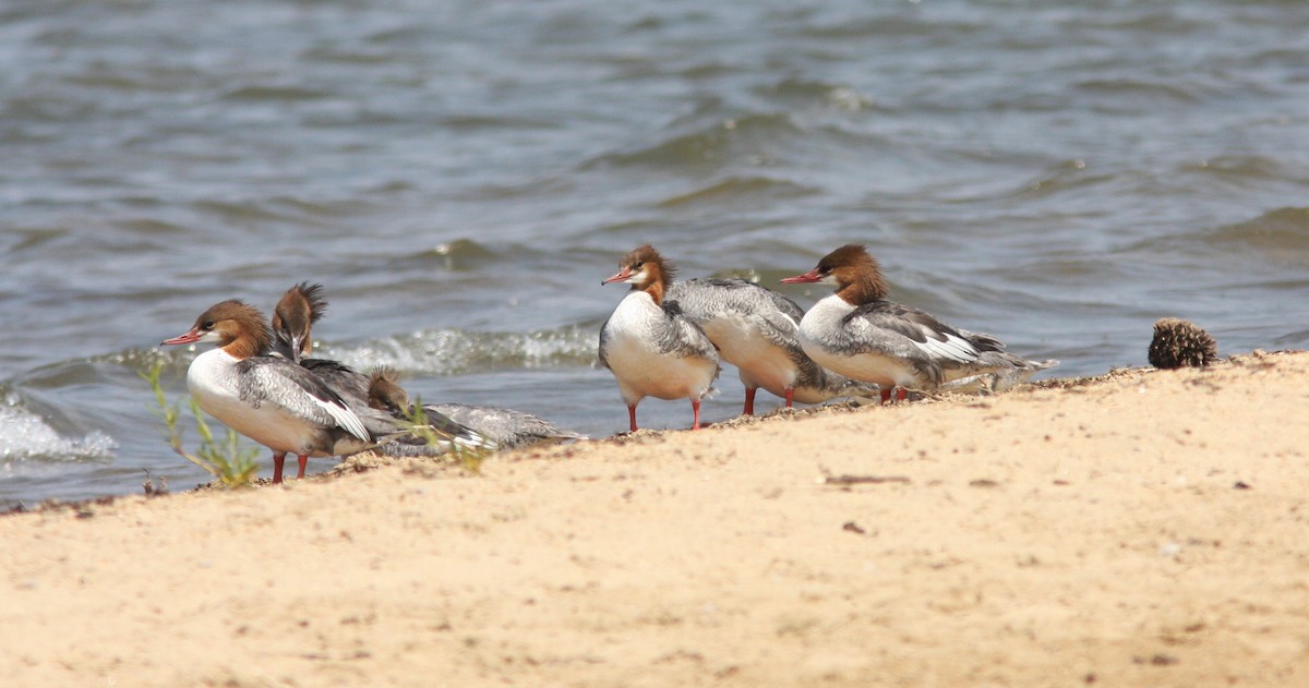 Common Merganser - ML619999716