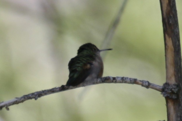 Broad-tailed Hummingbird - ML619999721