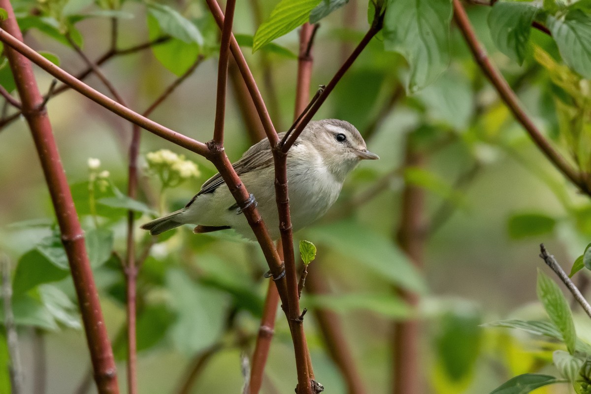 Warbling Vireo - ML619999727