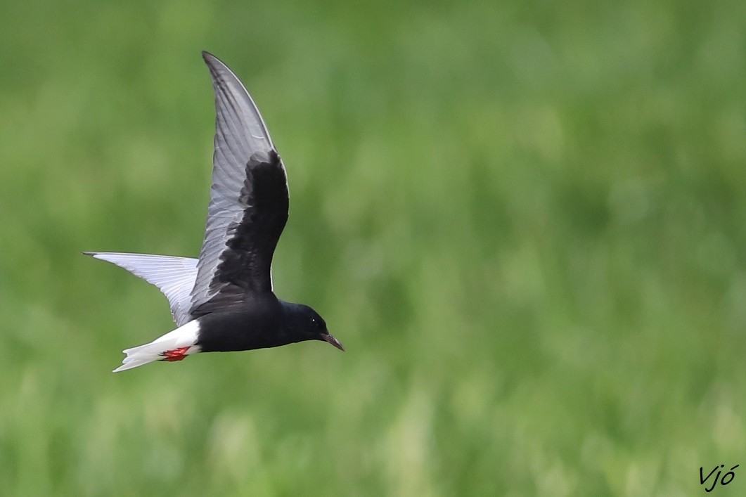 White-winged Tern - ML619999741