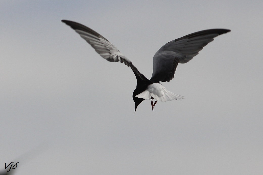 White-winged Tern - ML619999742