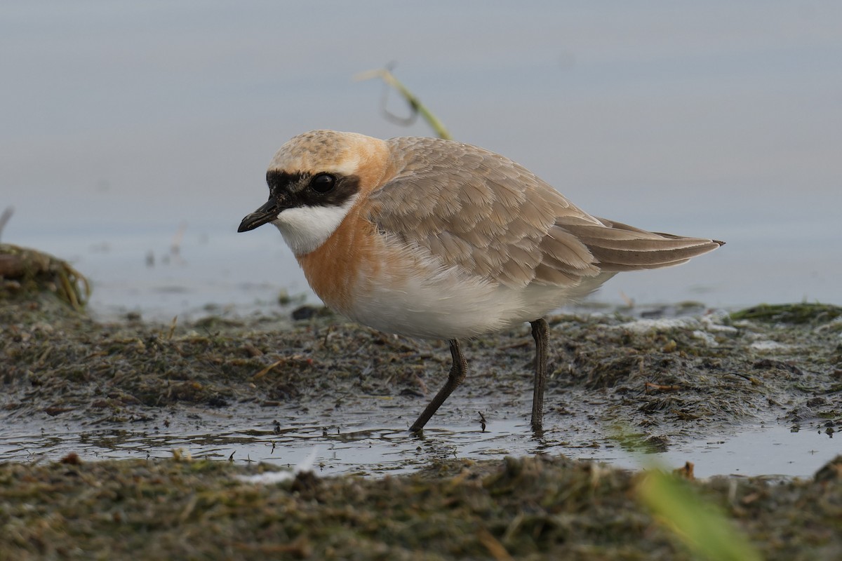 Tibetan Sand-Plover - ML619999745