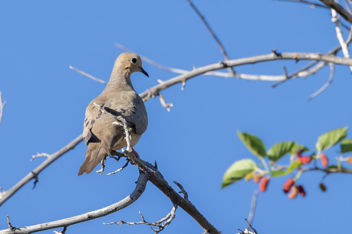 Mourning Dove - ML619999747