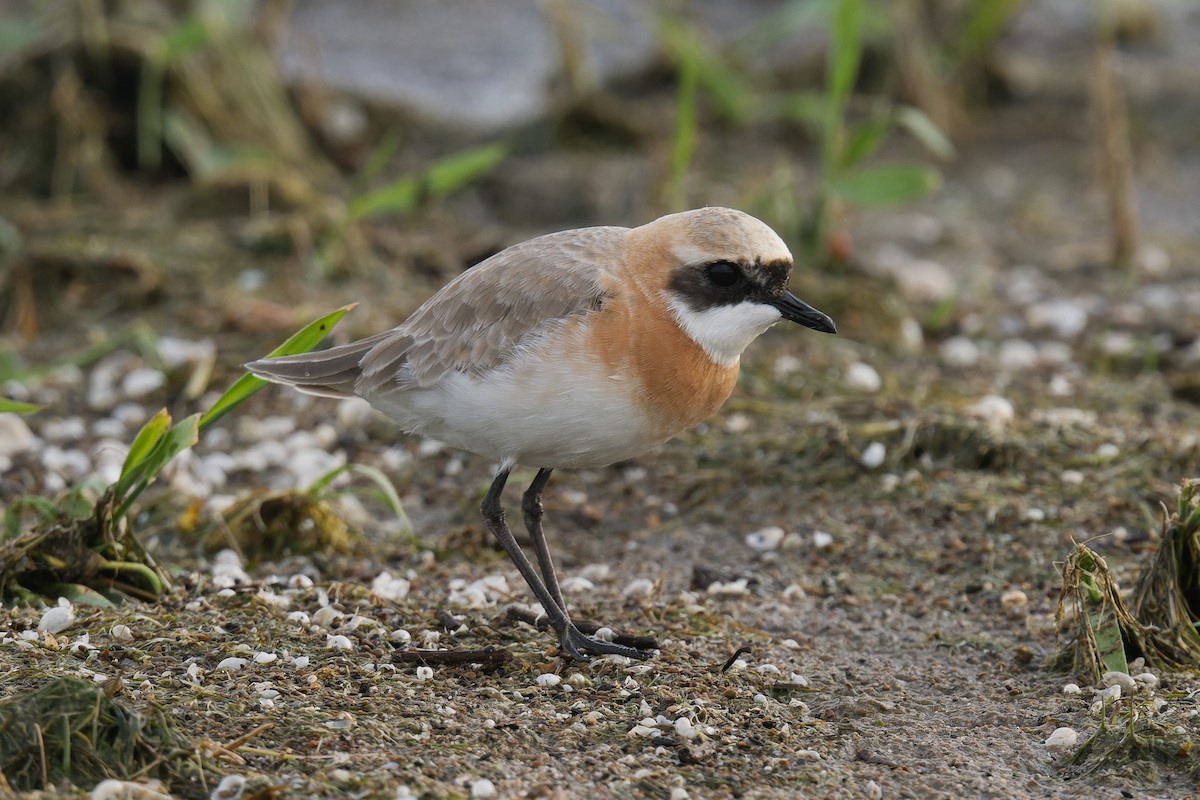 Tibetan Sand-Plover - ML619999749