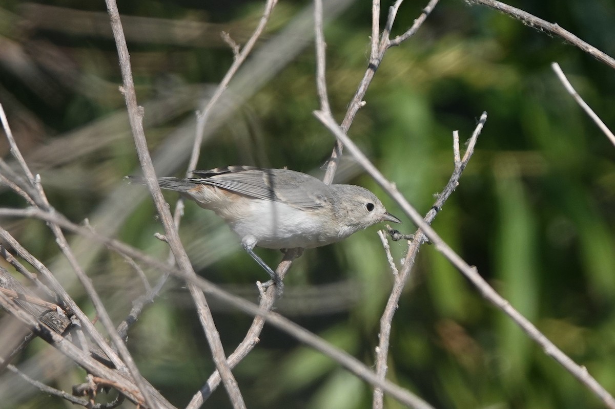 Lucy's Warbler - ML619999754