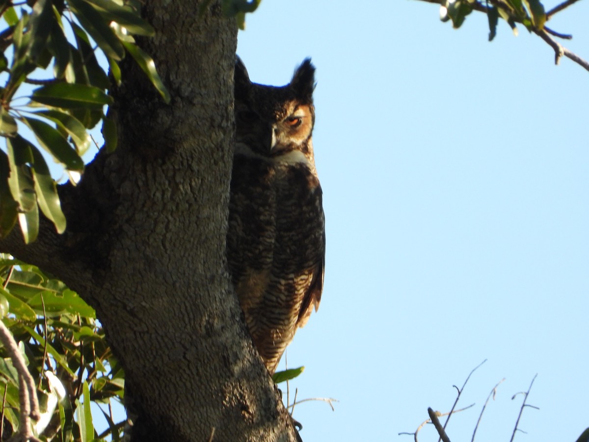 Great Horned Owl - ML619999756
