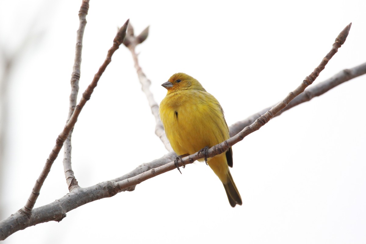 Saffron Finch - ML619999758