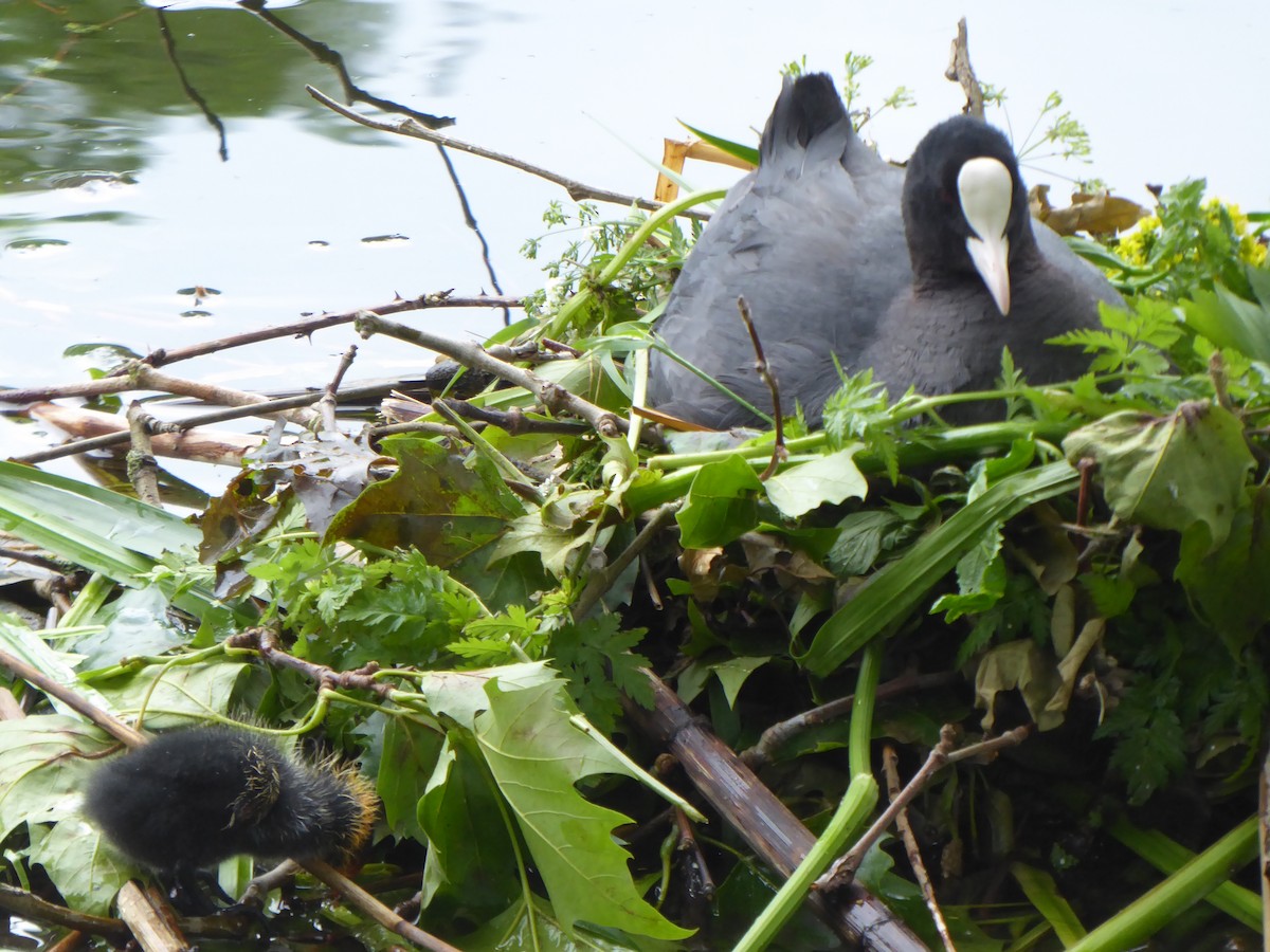 Eurasian Coot - ML619999761