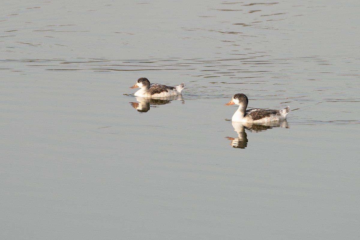 Common Shelduck - ML619999783