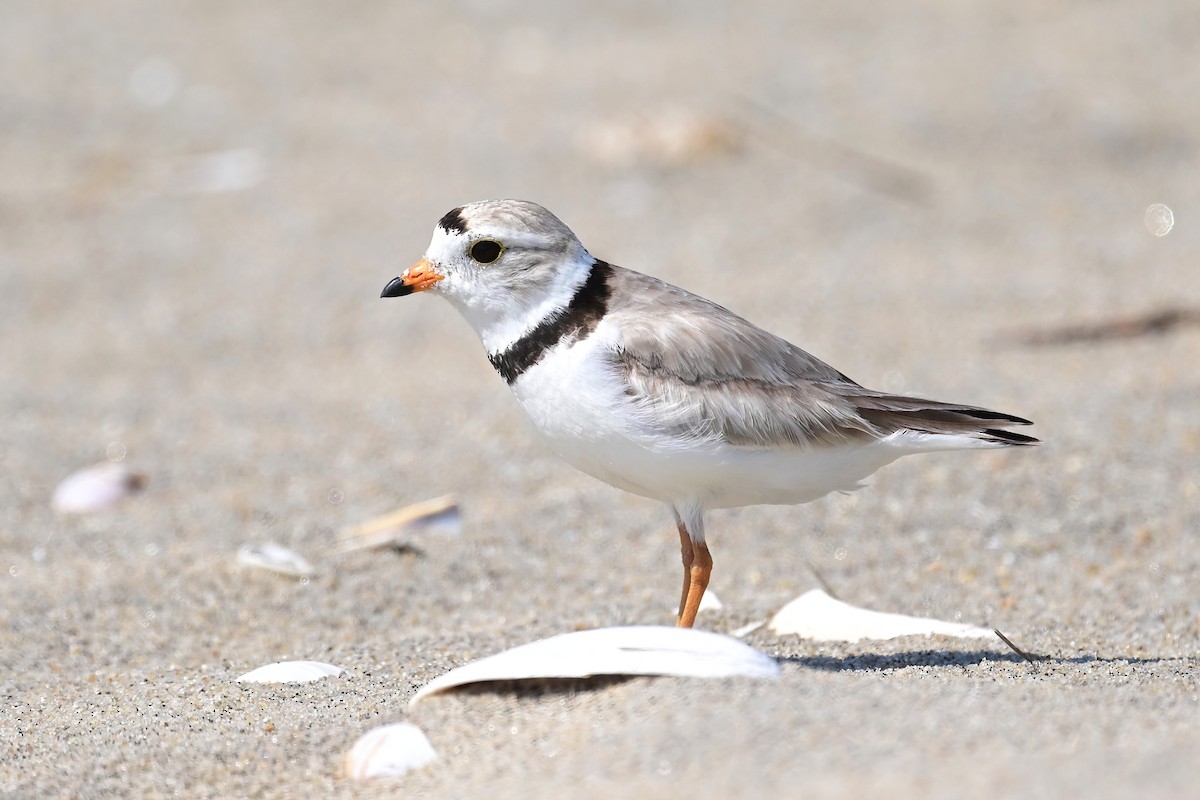 Piping Plover - ML619999786